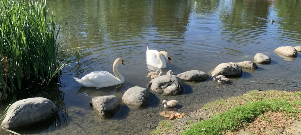 Fugleliv ved vannet i parken